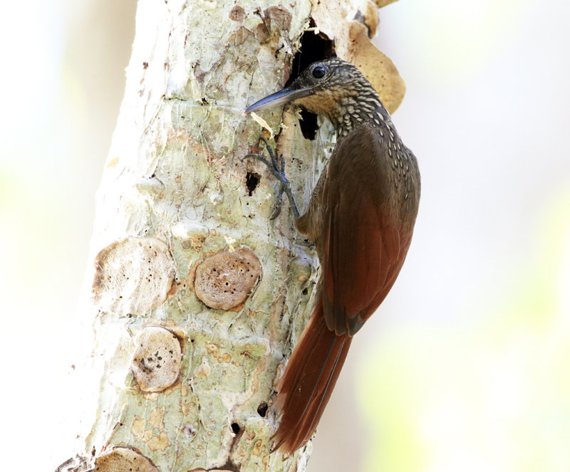 Cocoa Woodcreeper - Xiphorhynchus susurrans (looking into the hole it made for insects)