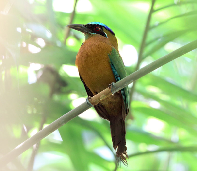 Lessons Motmot - Momotus coeruliceps