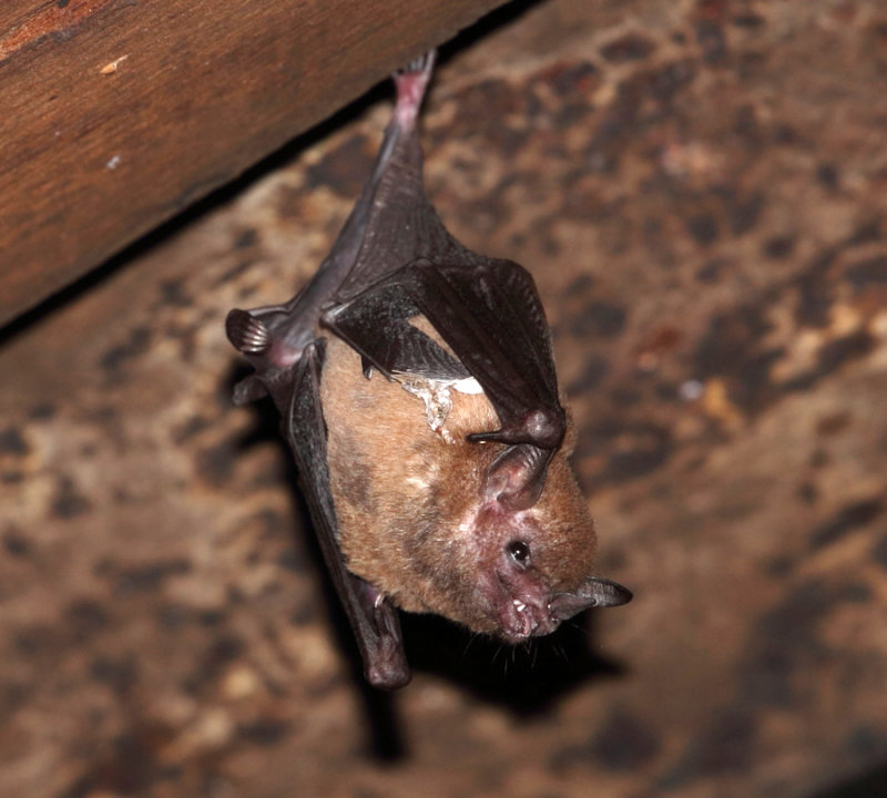 Long-nosed Bat - Subfamily Glossophaginae