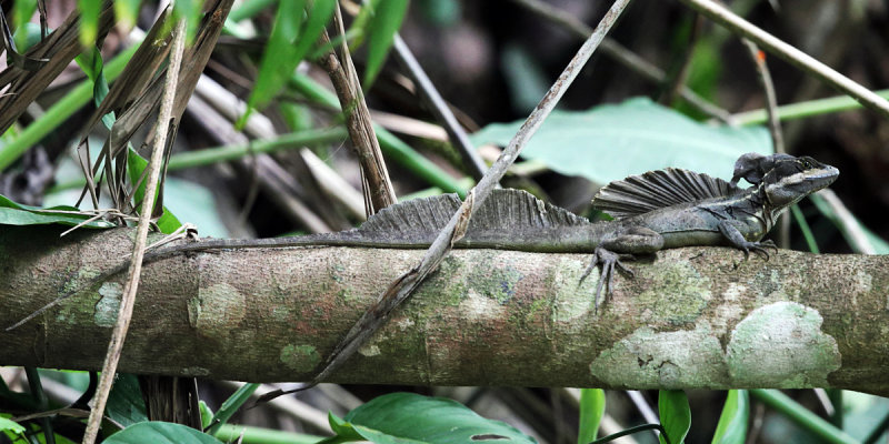 Brown Basalisk - Basiliscus vittatus