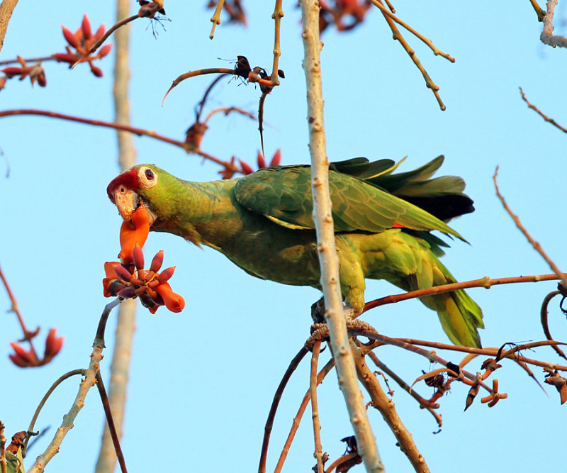 Red-lored Parrot - Amazona autumnalis