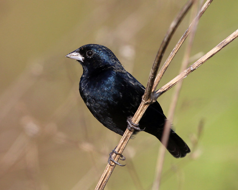 Blue-black Grassquit - Volatinia jacarina