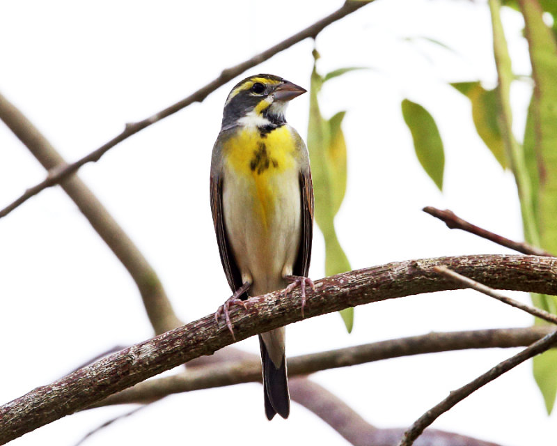 Dickcissel - Spiza americana