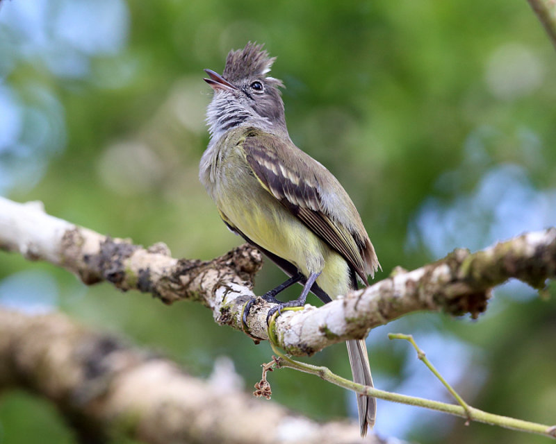 Yellow-bellied Elaenia - Elaenia flavogaster