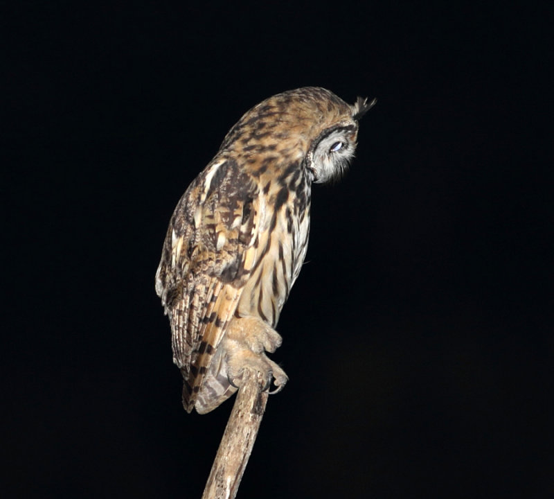 Striped Owl - Pseudoscops clamator