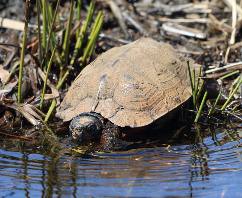 Wood Turtle - Clemmys insculpta