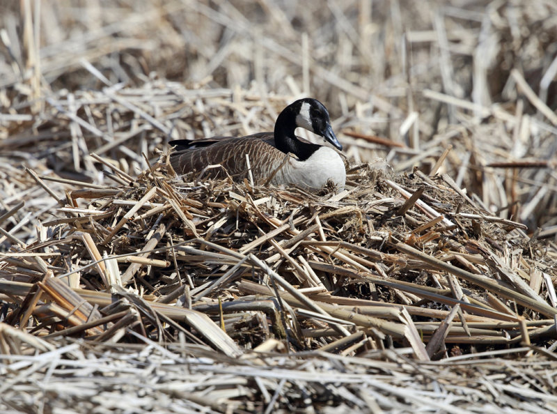 Canada Goose - Branta canadensis (on nest)