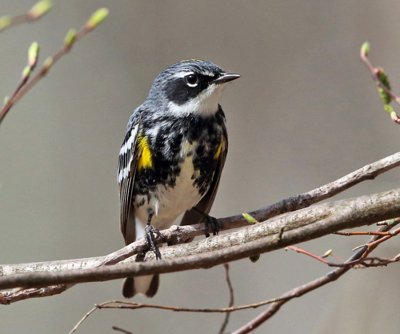 Yellow-rumped Warbler - Setophaga coronata