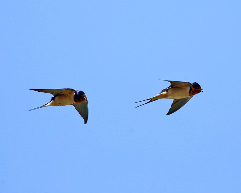 Barn Swallow - Hirundo rustica 