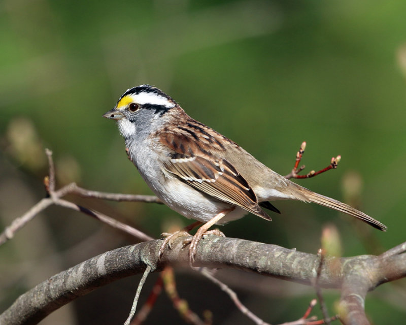 White-throated Sparrow - Zonotrichia albicollis
