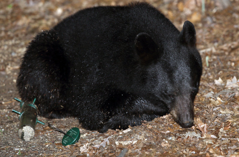 Black Bear - Ursus americanus