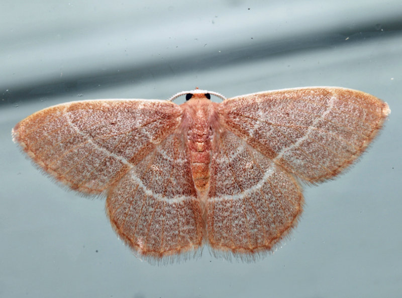 7046 - Red-fringed Emerald - Nemoria bistriaria