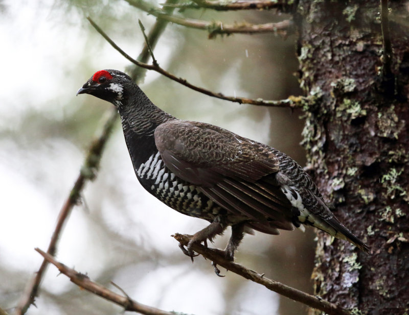 Spruce Grouse - Falcipennis canadensis