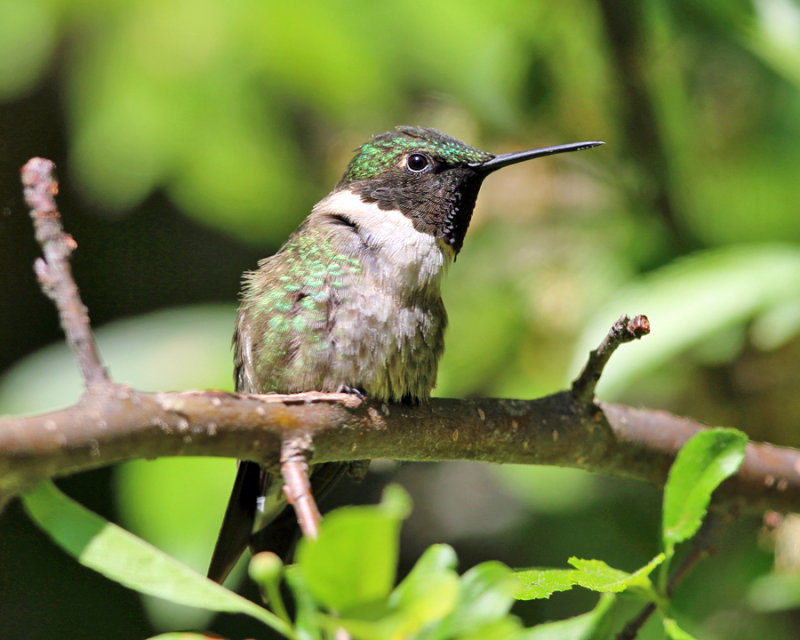 Ruby-throated Hummingbird - Archilochus colubris