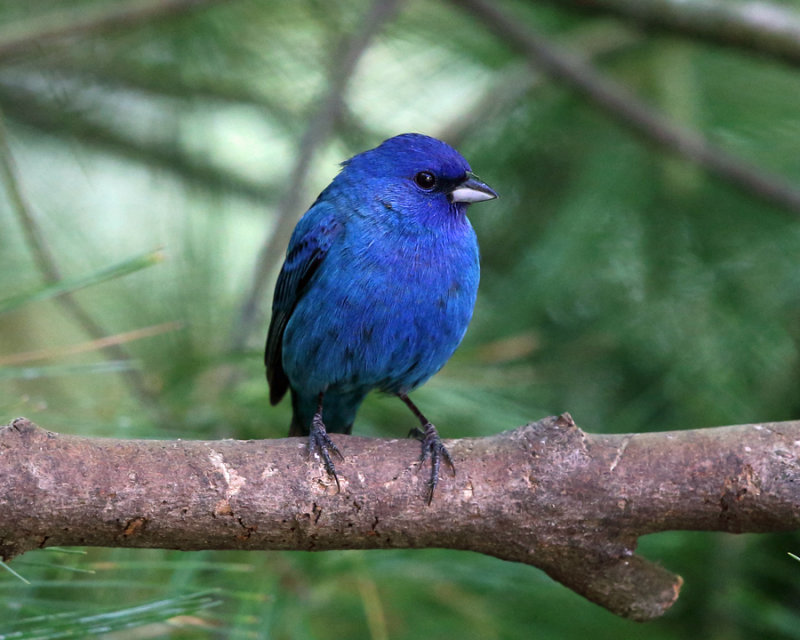 Indigo Bunting - Passerina cyanea