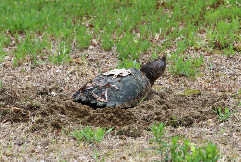 Common Snapping Turtle - Chelydra serpentina (laying eggs)