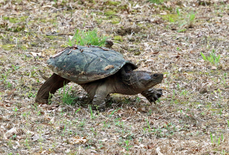 Common Snapping Turtle - Chelydra serpentina
