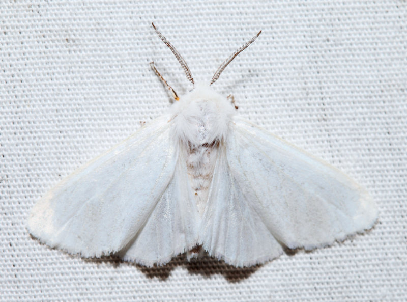 8140 - Fall Webworm Moth - Hyphantria cunea