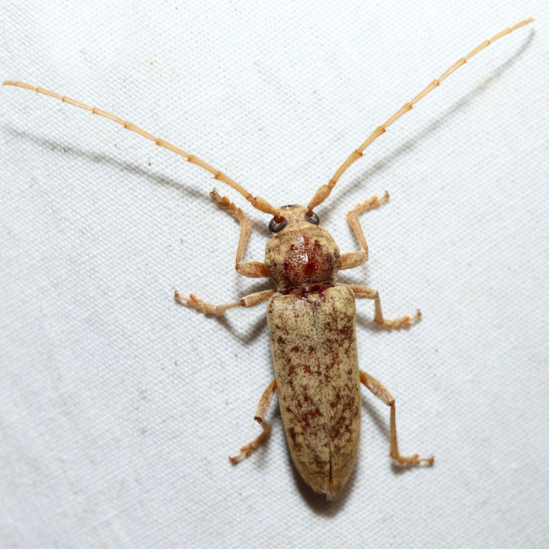 Red Oak Borer - Enaphalodes rufulus