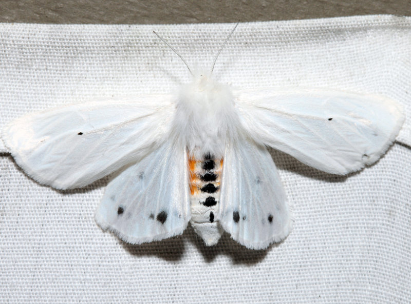  8137  Virginian Tiger Moth  Spilosoma virginica