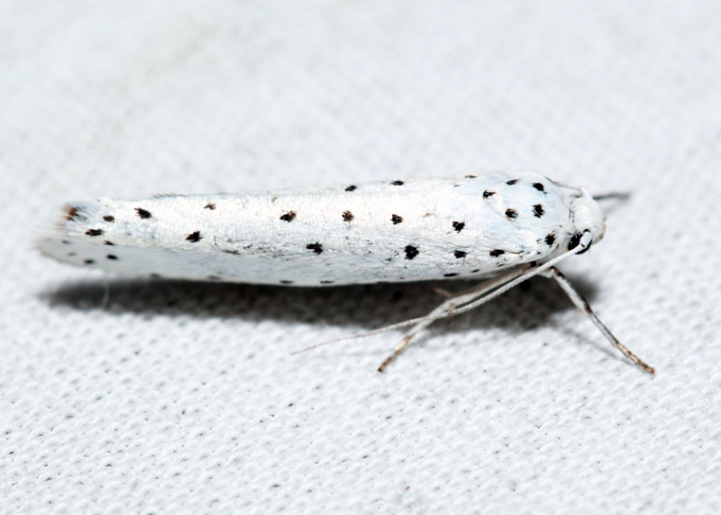 2423.1  Spindle Ermine Moth  Yponomeuta cagnagella