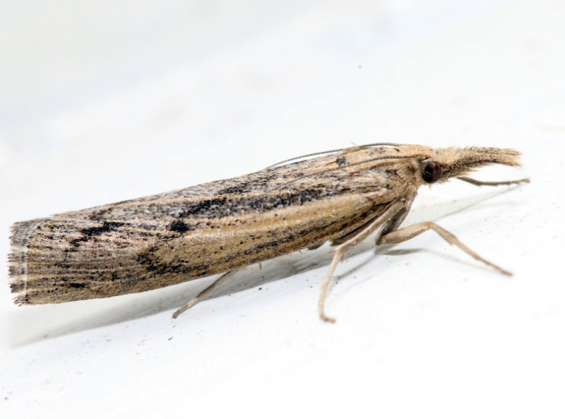 5413  Sod Webworm Moth  Pediasia trisecta