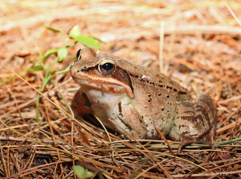 Wood Frog - Rana sylvatica