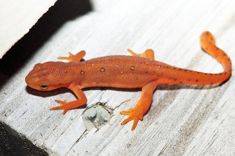 Red Eft - Notophthalmus viridescens