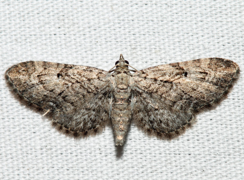7551 - Juniper Looper - Eupithecia interruptofasciata (f)