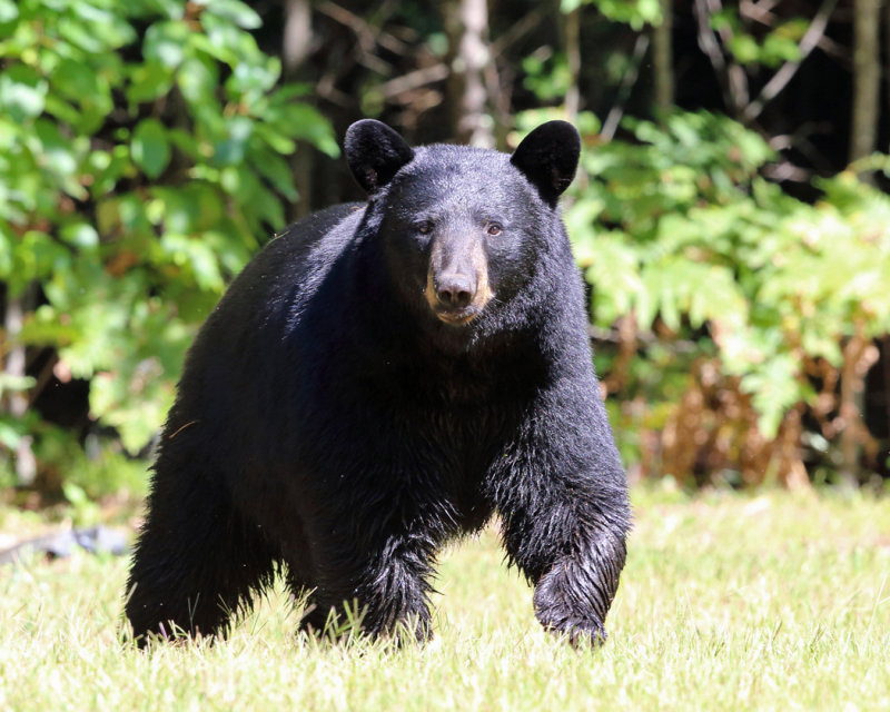 Black Bear - Ursus americanus