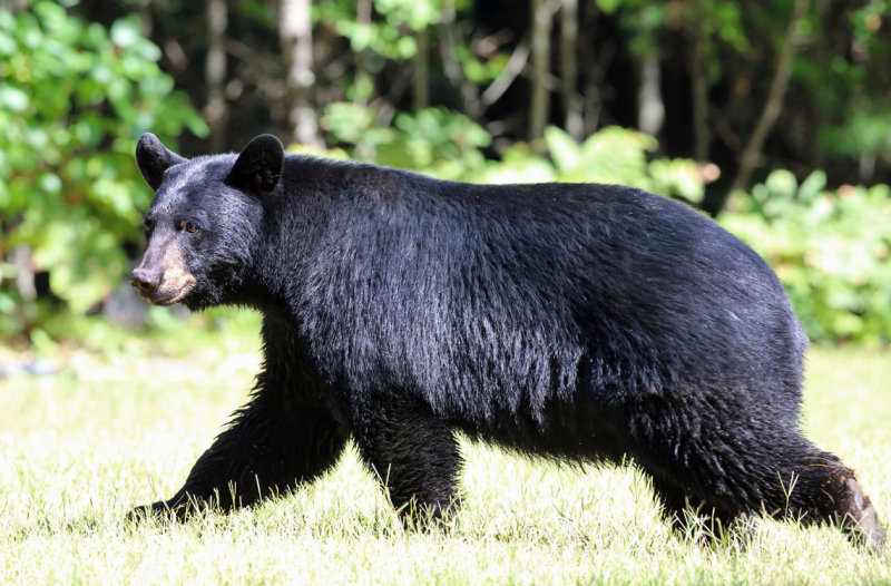 Black Bear - Ursus americanus