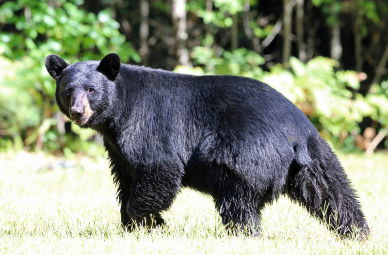 Black Bear - Ursus americanus