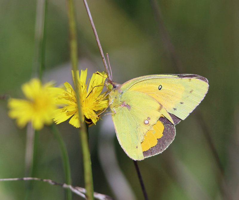 Orange Sulphur - Colias eurytheme