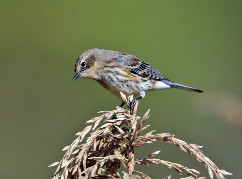 Yellow-rumped Warbler - Setophaga coronata