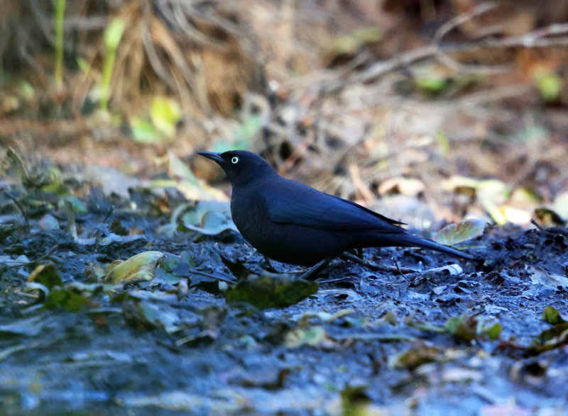 Rusty Blackbird - Euphagus carolinus