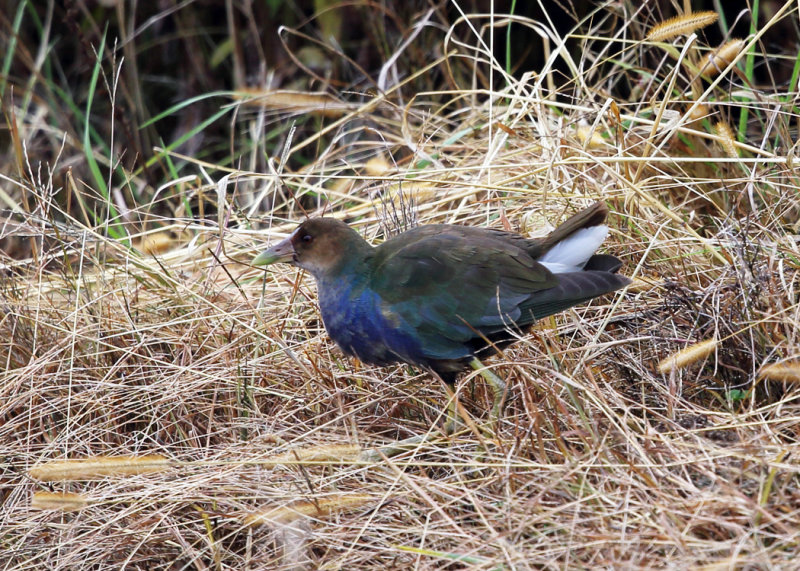 Purple Gallinule - Porphyrio martinicus