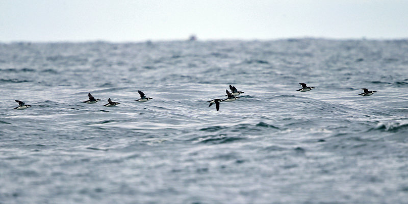 Razorbill - Alca torda