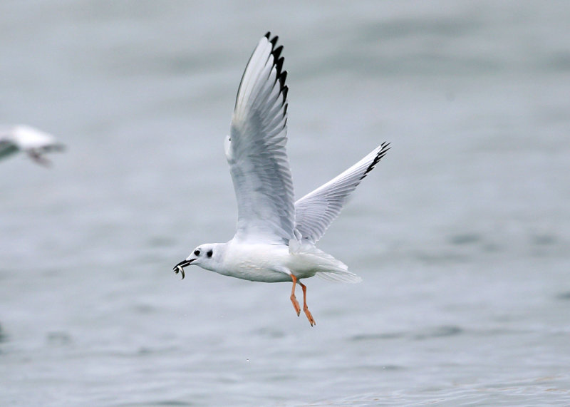 Bonapartes Gull - Chroicocephalus philadelphia