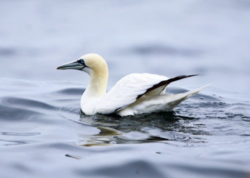 Northern Gannet - Morus bassanus