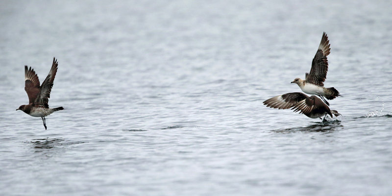 Parasitic Jaeger - Stercorarius parasiticus