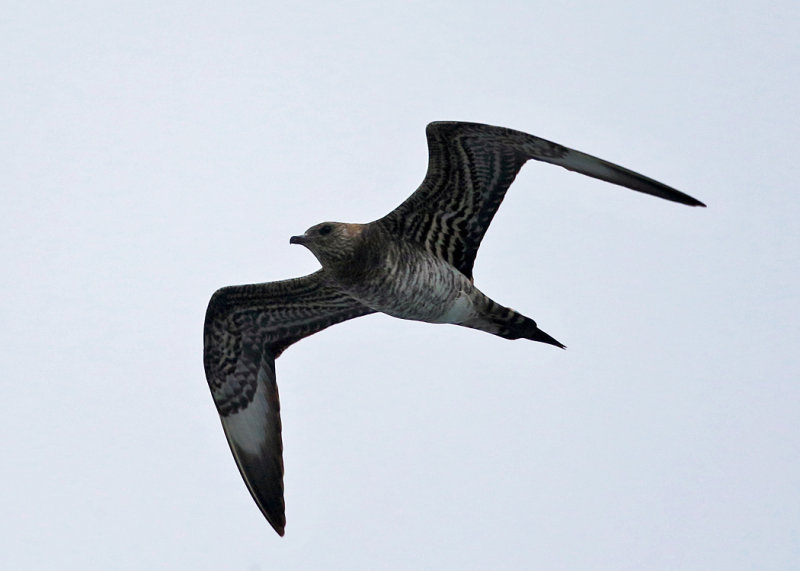 Parasitic Jaeger - Stercorarius parasiticus