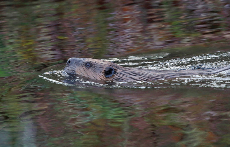 American Beaver - Castor canadensis