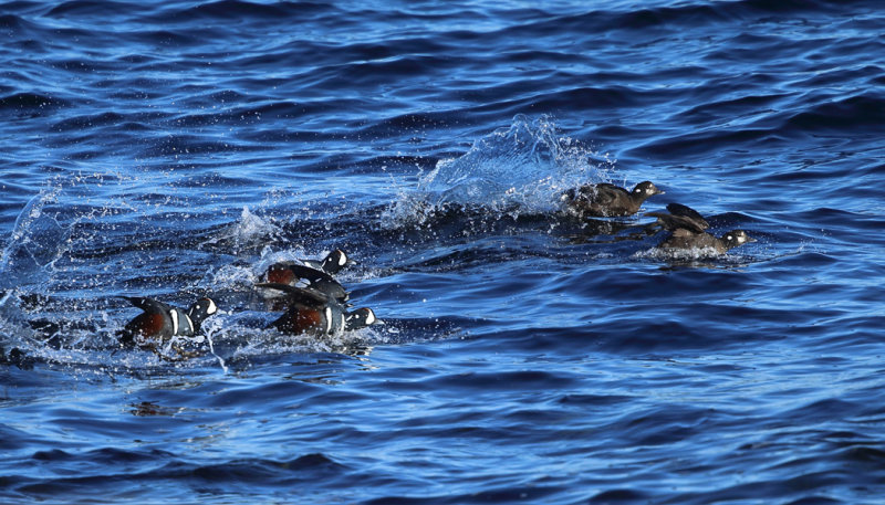 Harlequin Duck - Histrionicus histrionicus