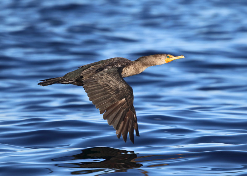 Double-crested Cormorant - Phalacrocorax auritus