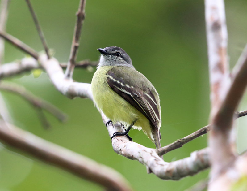 Yellow-crowned Tyrannulet - Tyrannulus elatus