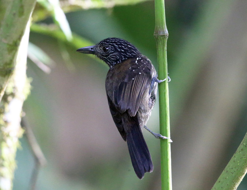 Black-hooded Antshrike - Thamnophilus bridgesi