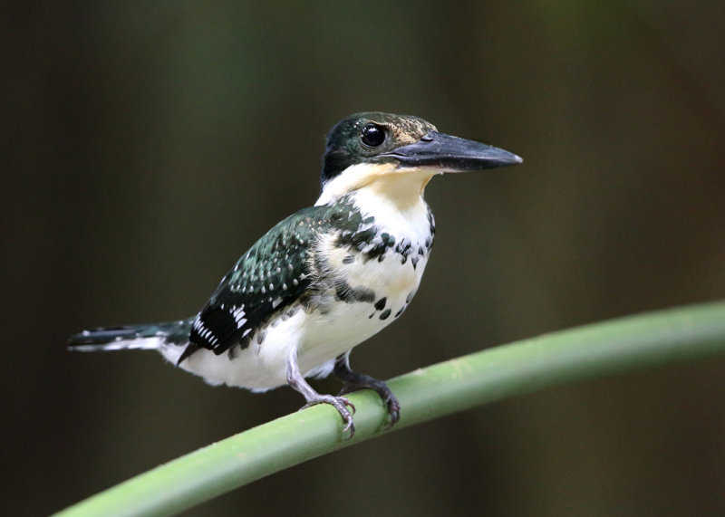 Green Kingfisher - Chloroceryle americana