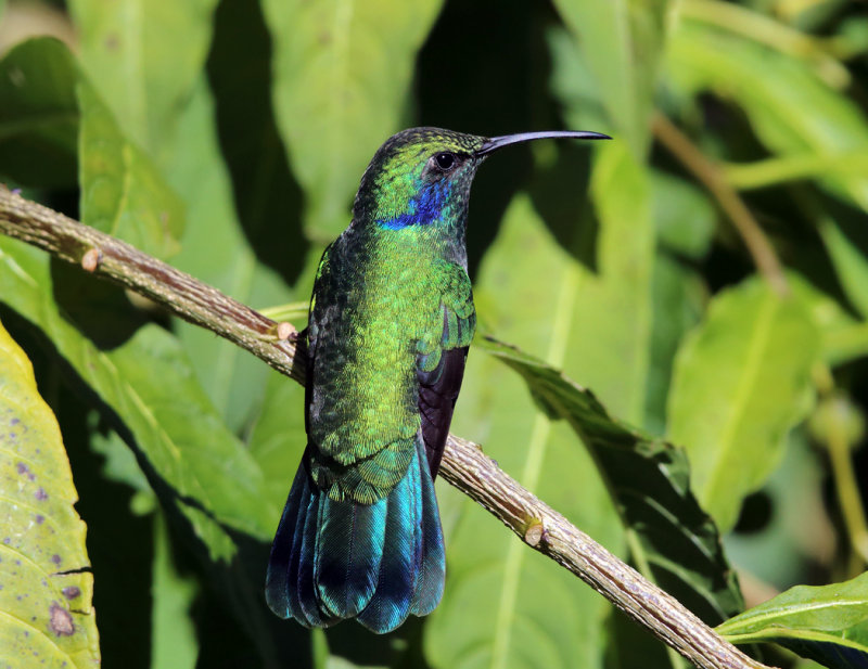 Green Violetear - Colibri thalassinus