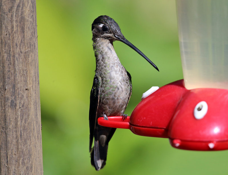Talamanca Hummingbird - Eugenes spectabilis (female)