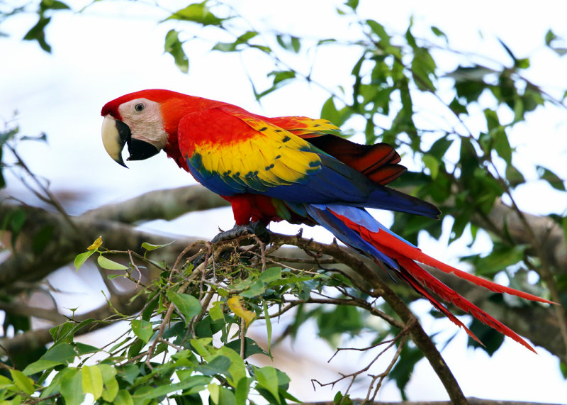 Scarlet Macaw - Ara macao